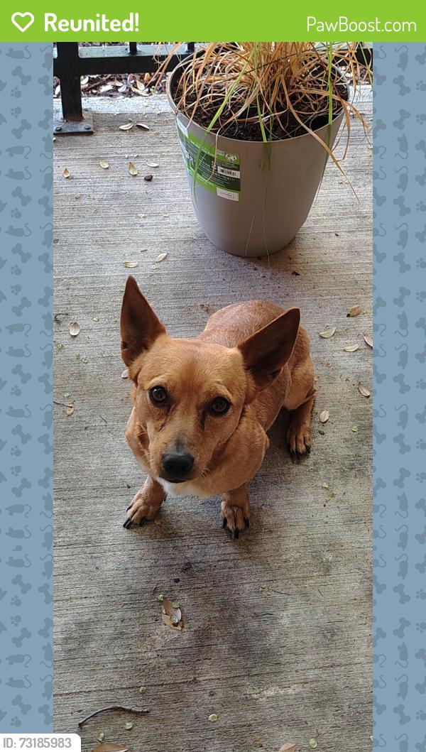 Reunited Male Dog last seen E mckinney, Denton, TX 76209