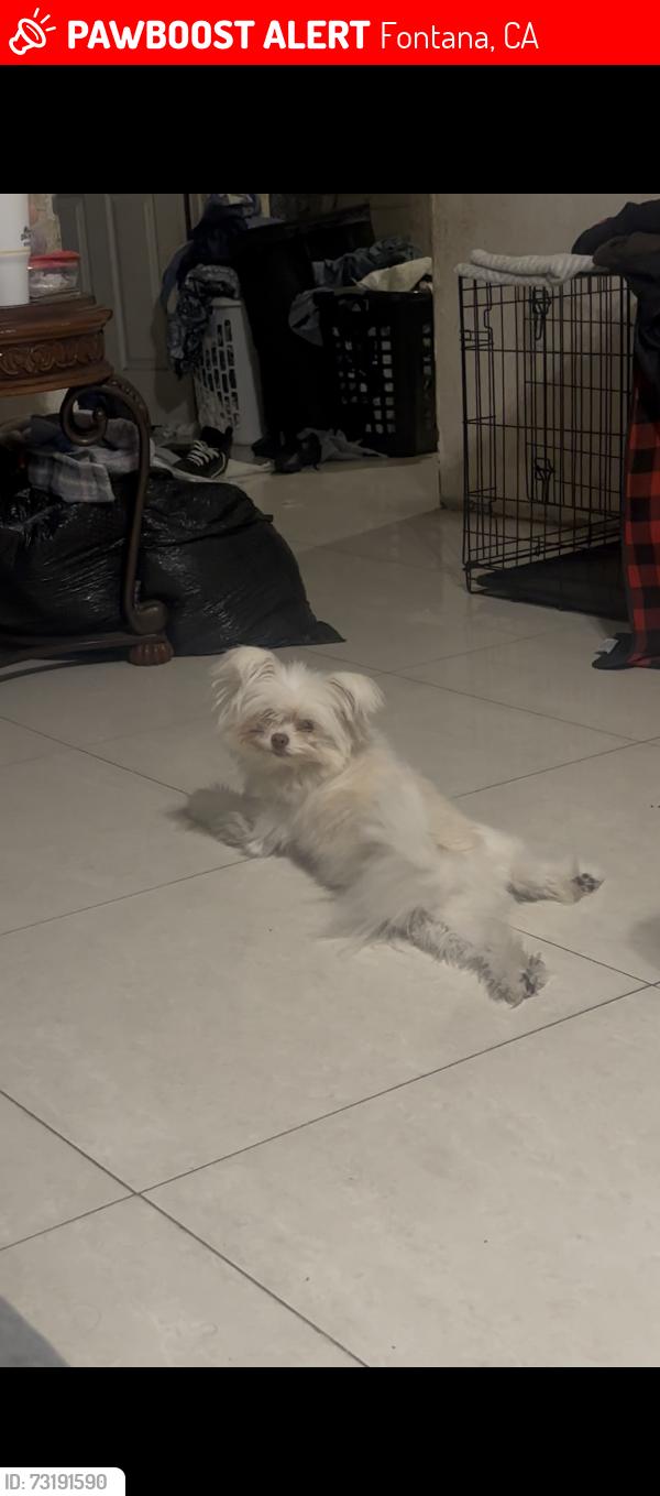 Lost Female Dog last seen Jurupa ave, Fontana, CA 92337