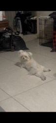 Lost Female Dog last seen Jurupa ave, Fontana, CA 92337