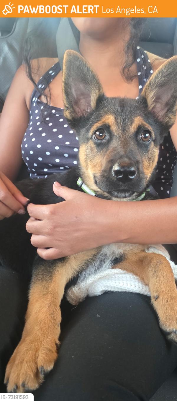 Found/Stray Male Dog last seen Western and 37th, Los Angeles, CA 90007