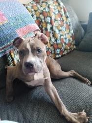 Lost Male Dog last seen N/A, Fort Worth, TX 75062