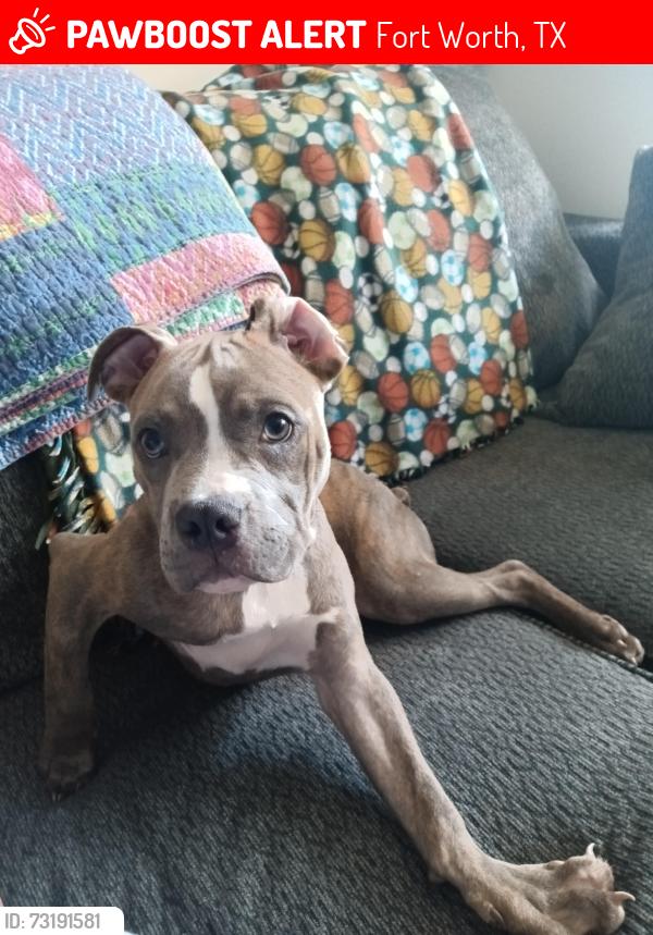 Lost Male Dog last seen N/A, Fort Worth, TX 75062