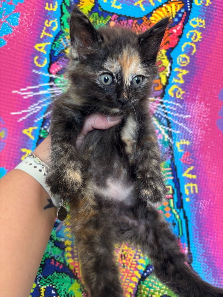 Shelter Stray Female Cat last seen Bexar County, 3353 Morningside Dr, New Braunfels, TX 78132, USA