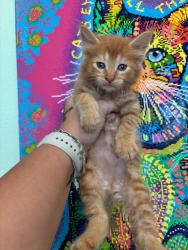 Shelter Stray Male Cat last seen Bexar County, 3353 Morningside Dr, New Braunfels, TX 78132, USA