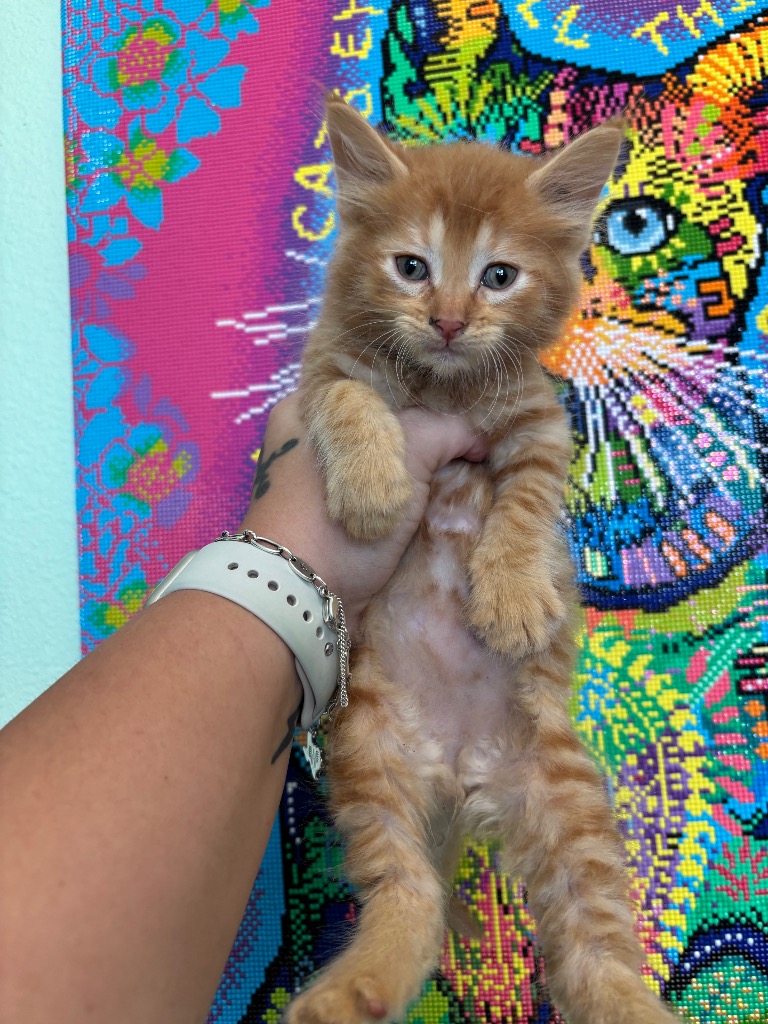 Shelter Stray Male Cat last seen Bexar County, 3353 Morningside Dr, New Braunfels, TX 78132, USA
