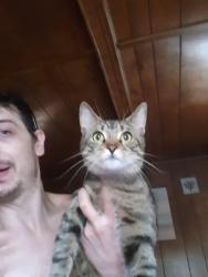 Lost Male Cat last seen Main dyreet behind the Dollar Genersl., Bristol, NH 03222