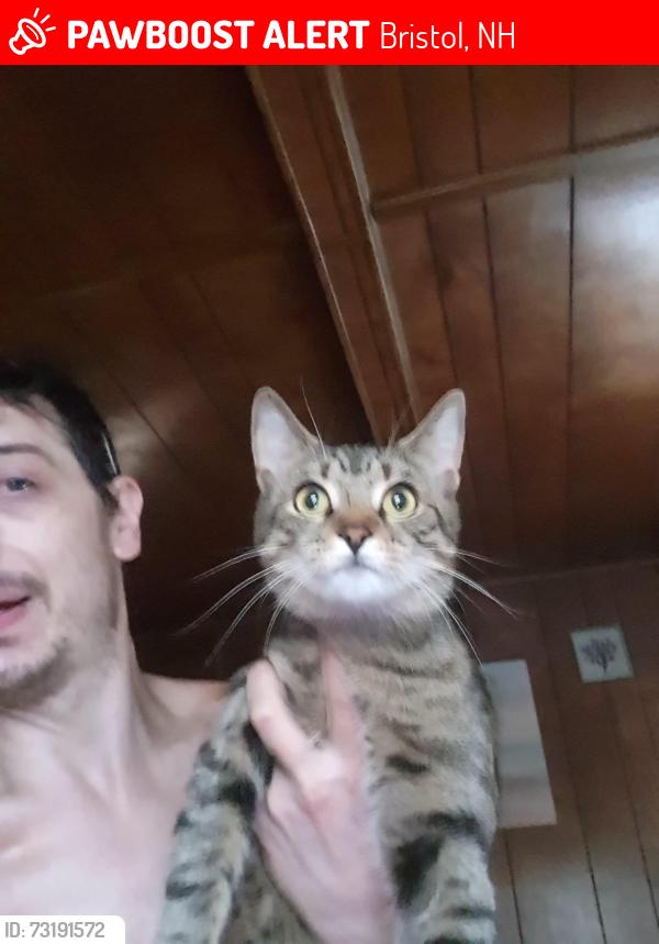 Lost Male Cat last seen Main dyreet behind the Dollar Genersl., Bristol, NH 03222