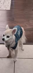 Lost Female Dog last seen Lenderman lane, Ward, AR 72176