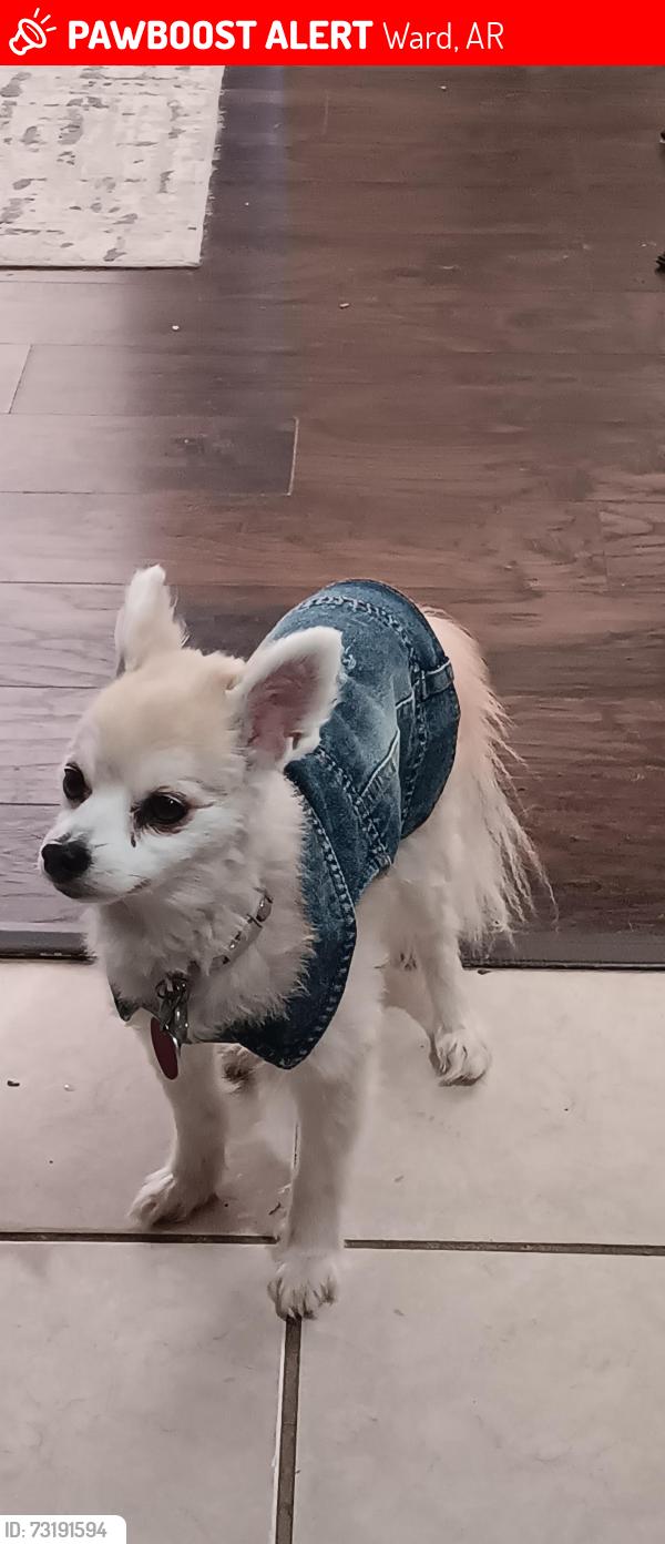 Lost Female Dog last seen Lenderman lane, Ward, AR 72176