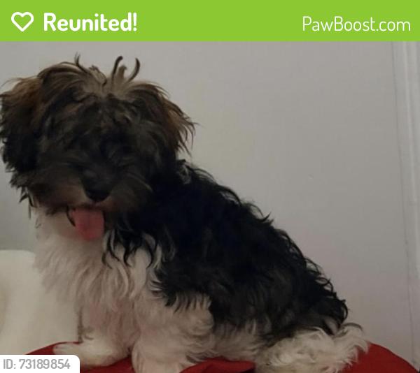 Reunited Female Dog last seen Claremont ave, Jersey City, NJ 07305