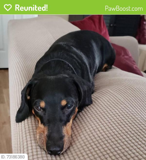 Reunited Male Dog last seen Saville St SW, Atlanta, GA 30331, USA, Atlanta, GA 30331