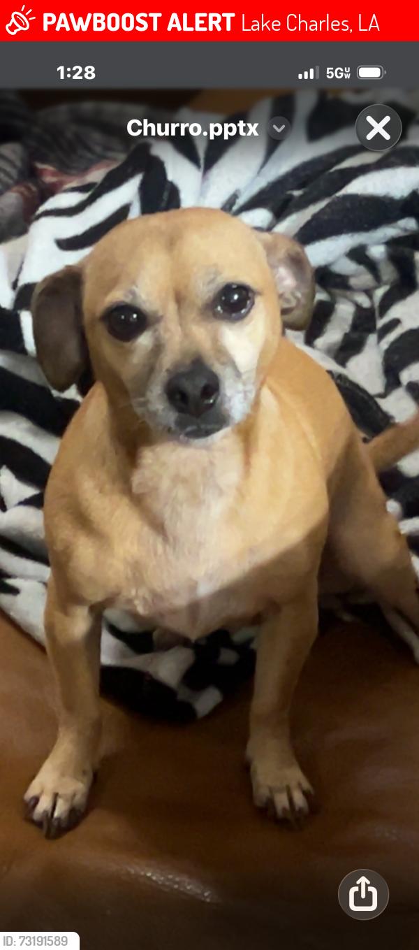 Lost Female Dog last seen Gayle St, Lake Charles, LA 70607