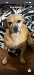 Lost Female Dog last seen Gayle St, Lake Charles, LA 70607