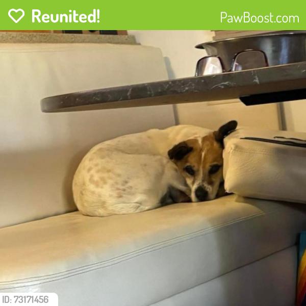 Reunited Male Dog last seen Greenfield Rd &Talty Terrace Lane, Westminster, SC 29693