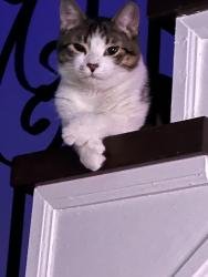 Lost Male Cat last seen Niagara drive, Oshawa, ON L1G 8A6