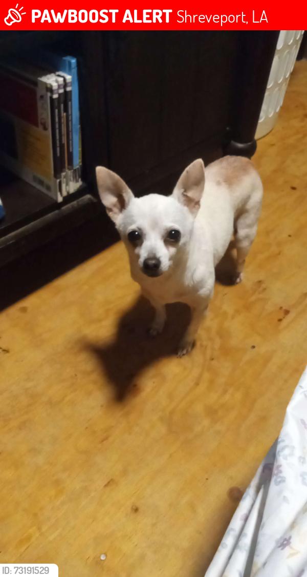 Lost Female Dog last seen Near mckneely rd shreveport,la, Shreveport, LA 71107