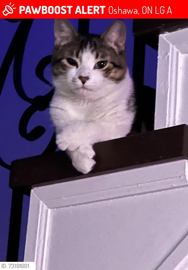 Lost Male Cat last seen Niagara drive, Oshawa, ON L1G 8A6