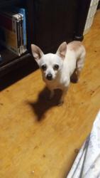 Lost Female Dog last seen Near mckneely rd shreveport,la, Shreveport, LA 71107