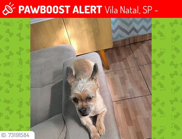 Lost Male Dog last seen Ubs, Vila Natal, SP 04863-000