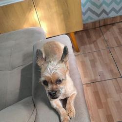 Lost Male Dog last seen Ubs, Vila Natal, SP 04863-000