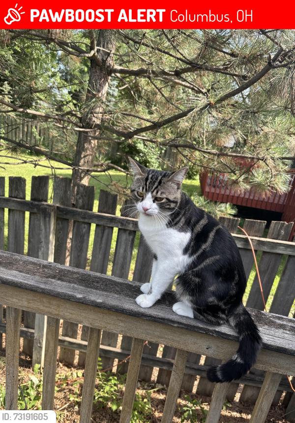 Lost Male Cat last seen Hunts dr, Columbus, OH 43230