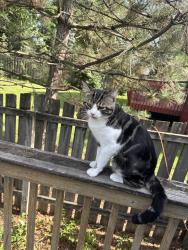 Lost Male Cat last seen Hunts dr, Columbus, OH 43230