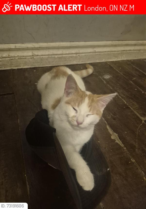 Lost Female Cat last seen Egerton at dame st, London, ON N5Z 1M6