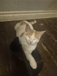 Lost Female Cat last seen Egerton at dame st, London, ON N5Z 1M6
