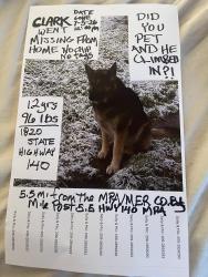 Lost Male Dog last seen State Highway 140/ mile point 5.5 from Mer/Mpa County Line, Catheys Valley, CA 95306