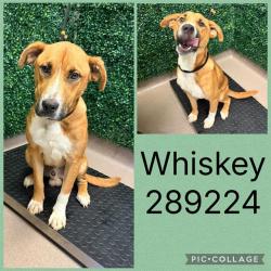 Shelter Stray Male Dog last seen OLD FRANKLINTON RD, 4214 Fulton Mill Rd, Macon, GA 31216, USA