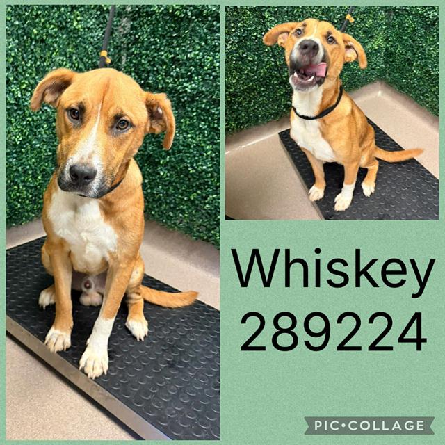 Shelter Stray Male Dog last seen OLD FRANKLINTON RD, 4214 Fulton Mill Rd, Macon, GA 31216, USA