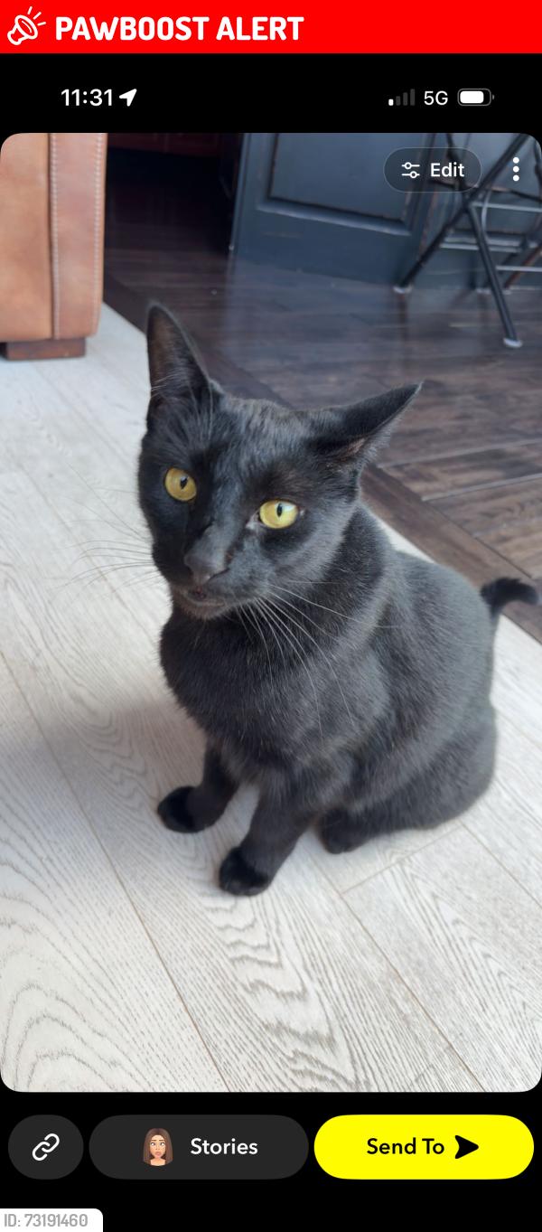 Lost Male Cat last seen Pacific and Parker, White Rock, BC V4B 4R6