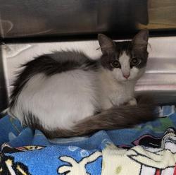 Shelter Stray Female Cat last seen Near BLOCK CAVALIER DR, 4950 SW Triana Blvd, Huntsville, AL 35805, USA
