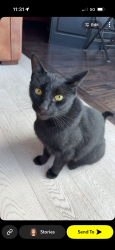 Lost Male Cat last seen Pacific and Parker, White Rock, BC V4B 4R6