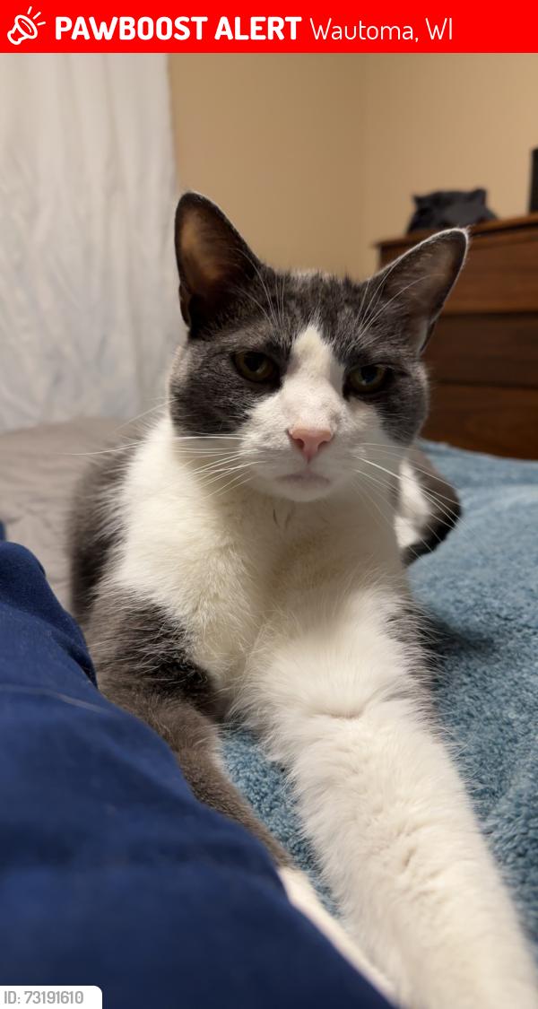 Lost Male Cat last seen Evergreen and madison, Wautoma, WI 54982