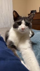 Lost Male Cat last seen Evergreen and madison, Wautoma, WI 54982