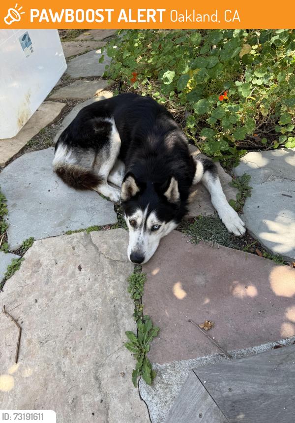 Found/Stray Female Dog last seen Bellaire and Lynde, Oakland, CA 94602