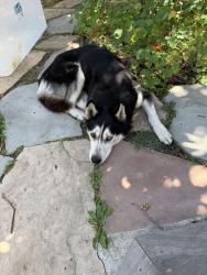 Found/Stray Female Dog last seen Bellaire and Lynde, Oakland, CA 94602