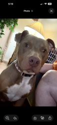 Reunited Male Dog last seen Menzer Rd and Ederville Rd, Fort Worth, TX 76103