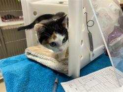 Shelter Stray Female Cat last seen NEAR 8530 W NATIONAL AVE, 3839 W Burnham St, West Milwaukee, WI 53215, USA
