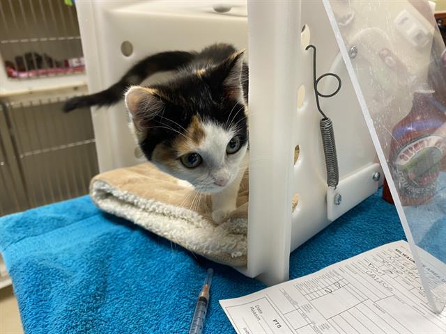 Shelter Stray Female Cat last seen NEAR 8530 W NATIONAL AVE, 3839 W Burnham St, West Milwaukee, WI 53215, USA