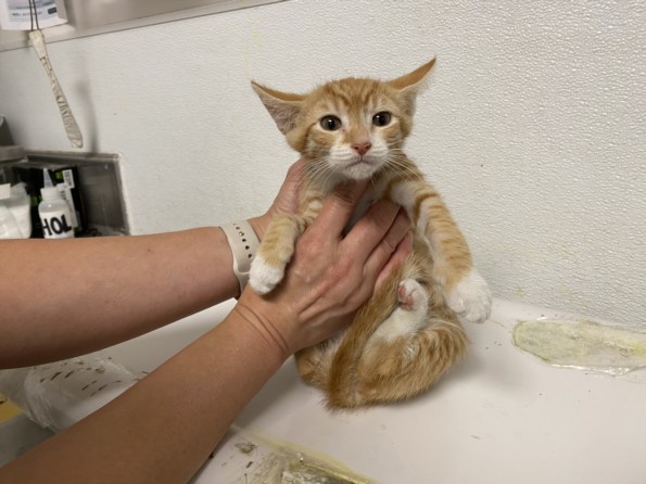 Shelter Stray Male Cat last seen , West Valley Animal Shelter, 20655 Plummer St, Chatsworth, CA 91311, USA
