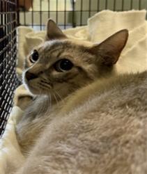 Shelter Stray Female Cat last seen , West Valley Animal Shelter, 20655 Plummer St, Chatsworth, CA 91311, USA