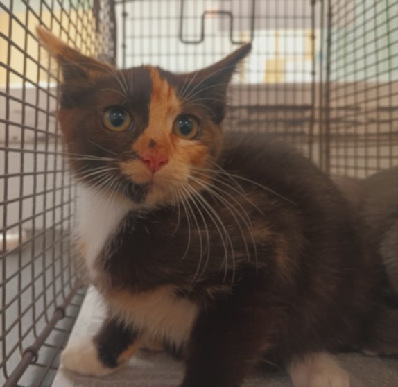Shelter Stray Female Cat last seen , West Valley Animal Shelter, 20655 Plummer St, Chatsworth, CA 91311, USA
