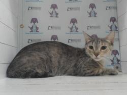 Shelter Stray Female Cat last seen , 2769 Conroy Rd, Orlando, FL 32839, USA
