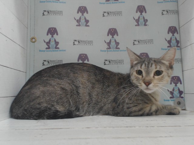 Shelter Stray Female Cat last seen , 2769 Conroy Rd, Orlando, FL 32839, USA