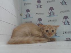 Shelter Stray Male Cat last seen , 2769 Conroy Rd, Orlando, FL 32839, USA