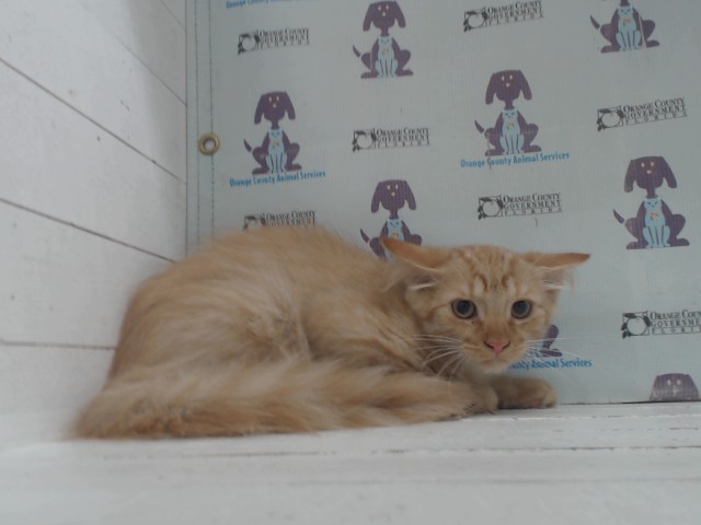 Shelter Stray Male Cat last seen , 2769 Conroy Rd, Orlando, FL 32839, USA