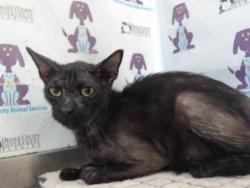 Shelter Stray Male Cat last seen , 2769 Conroy Rd, Orlando, FL 32839, USA