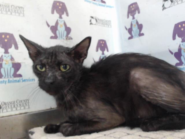 Shelter Stray Male Cat last seen , 2769 Conroy Rd, Orlando, FL 32839, USA